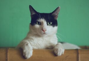 Dbając o Komfort Twojego Kota w Gorące Dni