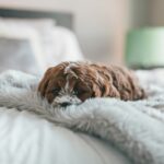 brown puppy on bed